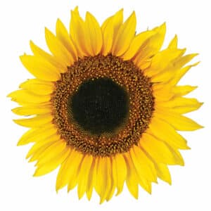 Sunflower αυτοκόλλητα τοίχου βινυλίου (54106)
