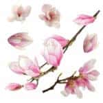 Magnolia αυτοκόλλητα βινυλίου για τζάμι