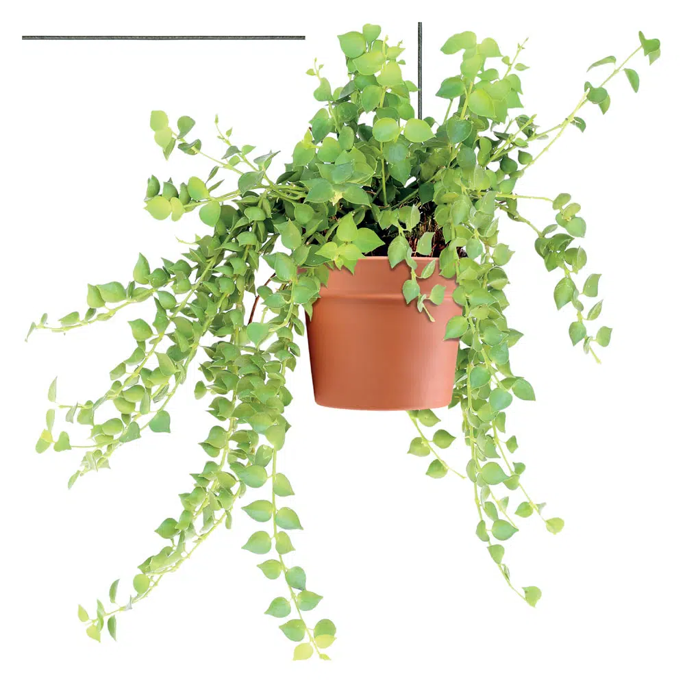 Βάζα βινυλίου αυτοκόλλητα τζαμιού