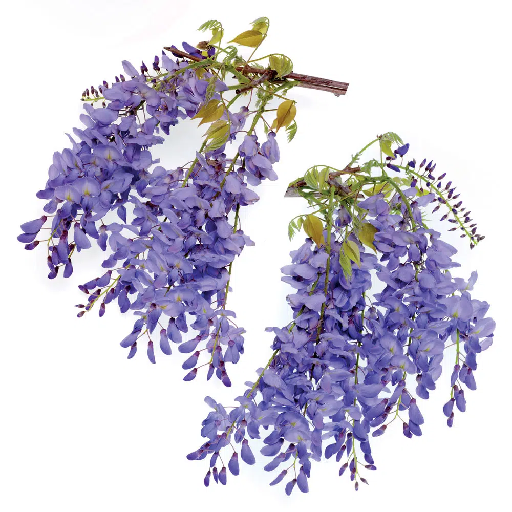 Wisteria βινυλίου αυτοκόλλητα τζαμιού