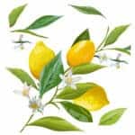Lemon Branch αυτοκόλλητα βινυλίου για τζάμι (64016)