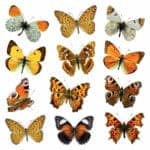 Butterflies αυτοκόλλητα τοίχου M