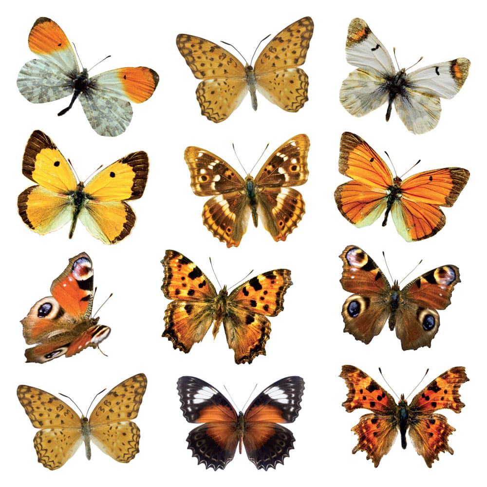 Butterflies διακοσμητικά τοίχου