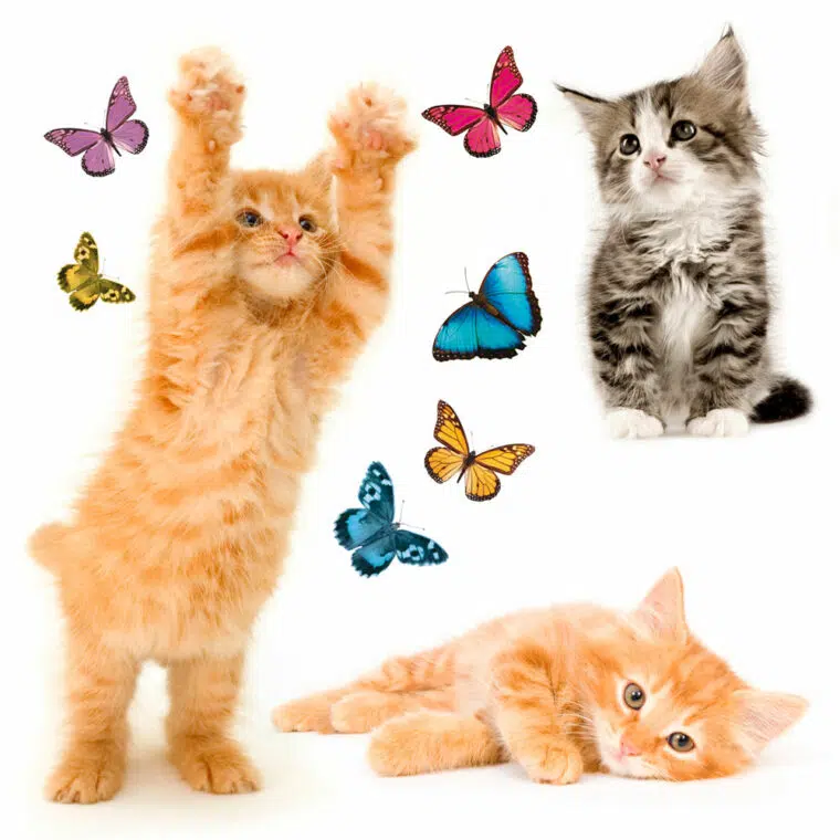 Cats διακοσμητικά αυτοκόλλητα για τζάμι ή τοίχο