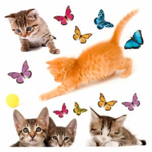 Cats αυτοκόλλητα βινυλίου για τζάμι M (64001)