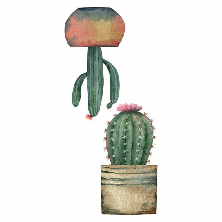 Cactus διακοσμητικά αυτοκόλλητα για τζάμι ή τοίχο