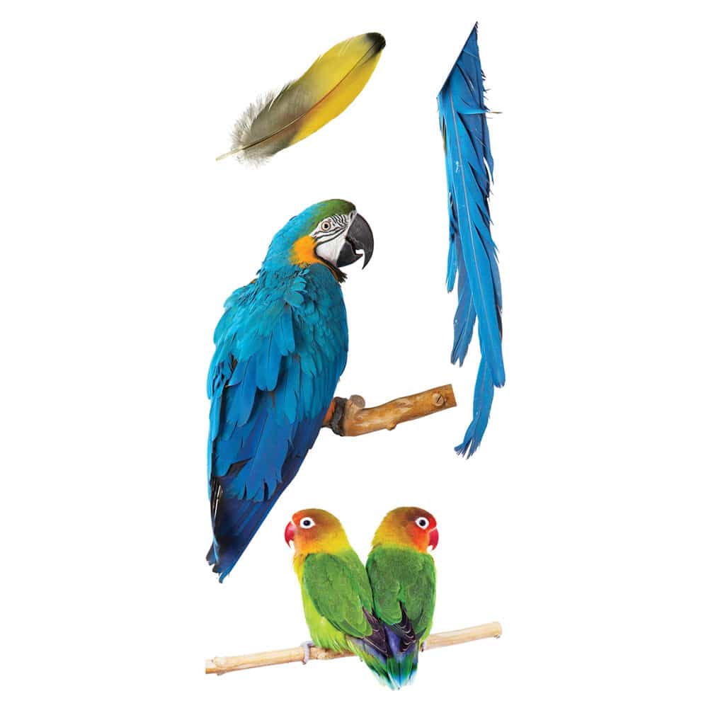 Parrots διακοσμητικά αυτοκόλλητα για τζάμι ή τοίχο