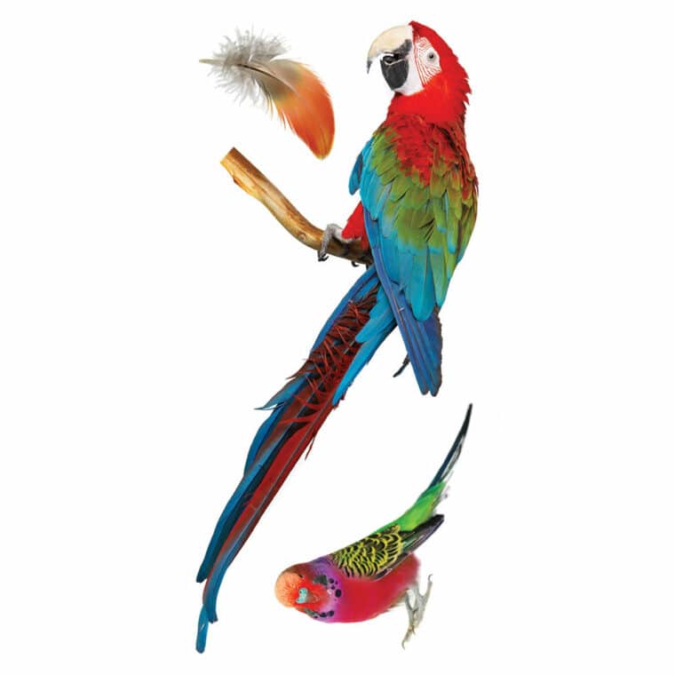 Parrots διακοσμητικά αυτοκόλλητα για τζάμι ή τοίχο