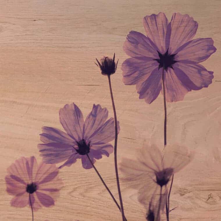 VIOLET FLOWERS - Πίνακας διακόσμησης από ξύλο