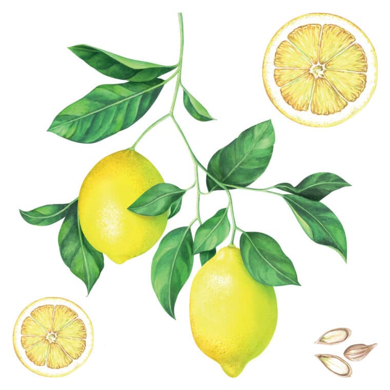 LEMONS βινυλίου αυτοκόλλητα τοίχου