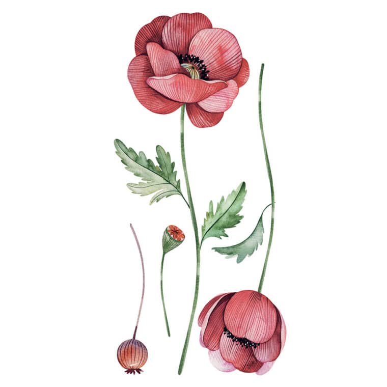 POPPIES βινυλίου αυτοκόλλητα τοίχου