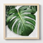 MONSTERA LEAVES - Art Plexi πίνακας